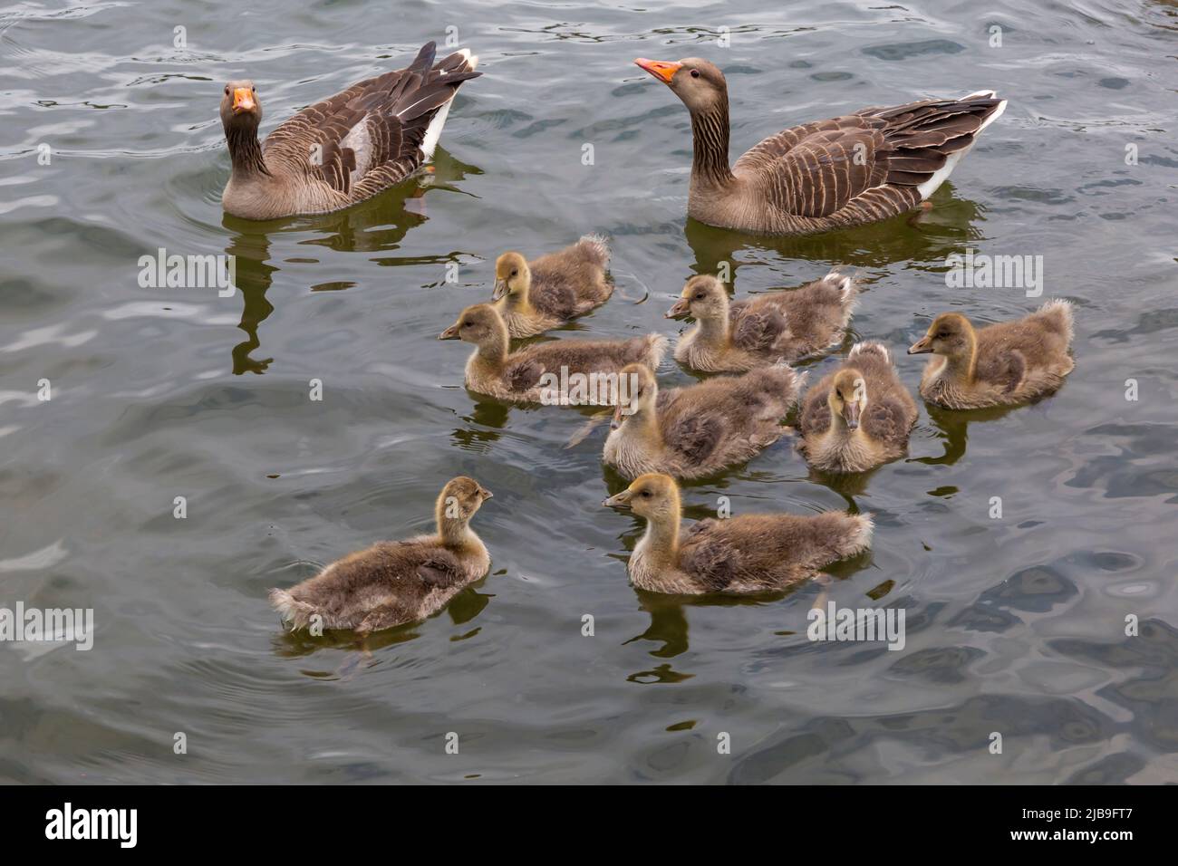 Poole, Dorset Royaume-Uni. 4th juin 2022. Météo au Royaume-Uni : jolie famille de bernaches de Graylag, Anser anser, avec des ragots, profitez d'une baignade autour de Poole Park, lac par une journée gris nuageux avec quelques averses. Graylag poussins d'oie. Graylags graylags graylag. Crédit : Carolyn Jenkins/Alay Live News Banque D'Images