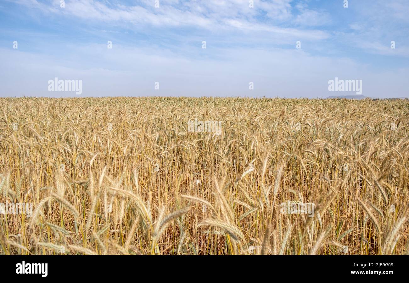 Champ de blé doré prêt pour la récolte. Terres agricoles de champs de céréales rurales contre ciel nuageux Banque D'Images