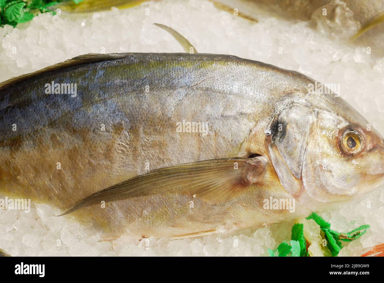 Pêchez sur la glace au marché de la pêche à Leeds. Banque D'Images