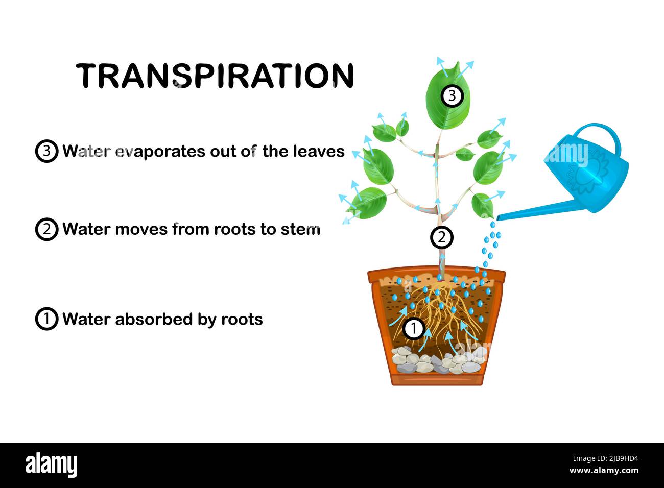 Stades de transpiration dans les plantes. Schéma montrant la transpiration dans la plante. Explication du mouvement ascendant avec programme éducatif. Illustration vectorielle Illustration de Vecteur