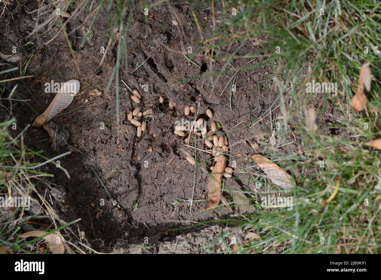 Gros plan un nid de fourmis à la base d'un érable. On peut voir les fourmis se déplacer autour des gros œufs. Banque D'Images