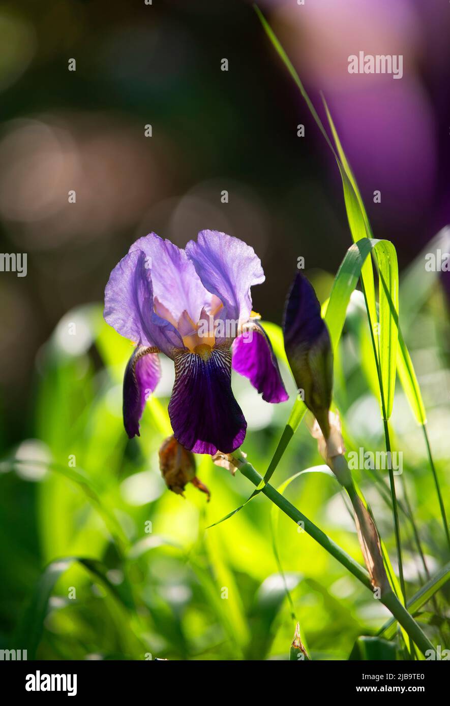Un iris crayon poussant dans un jardin de Cape Cod. Dennis, Massachusetts, États-Unis Banque D'Images