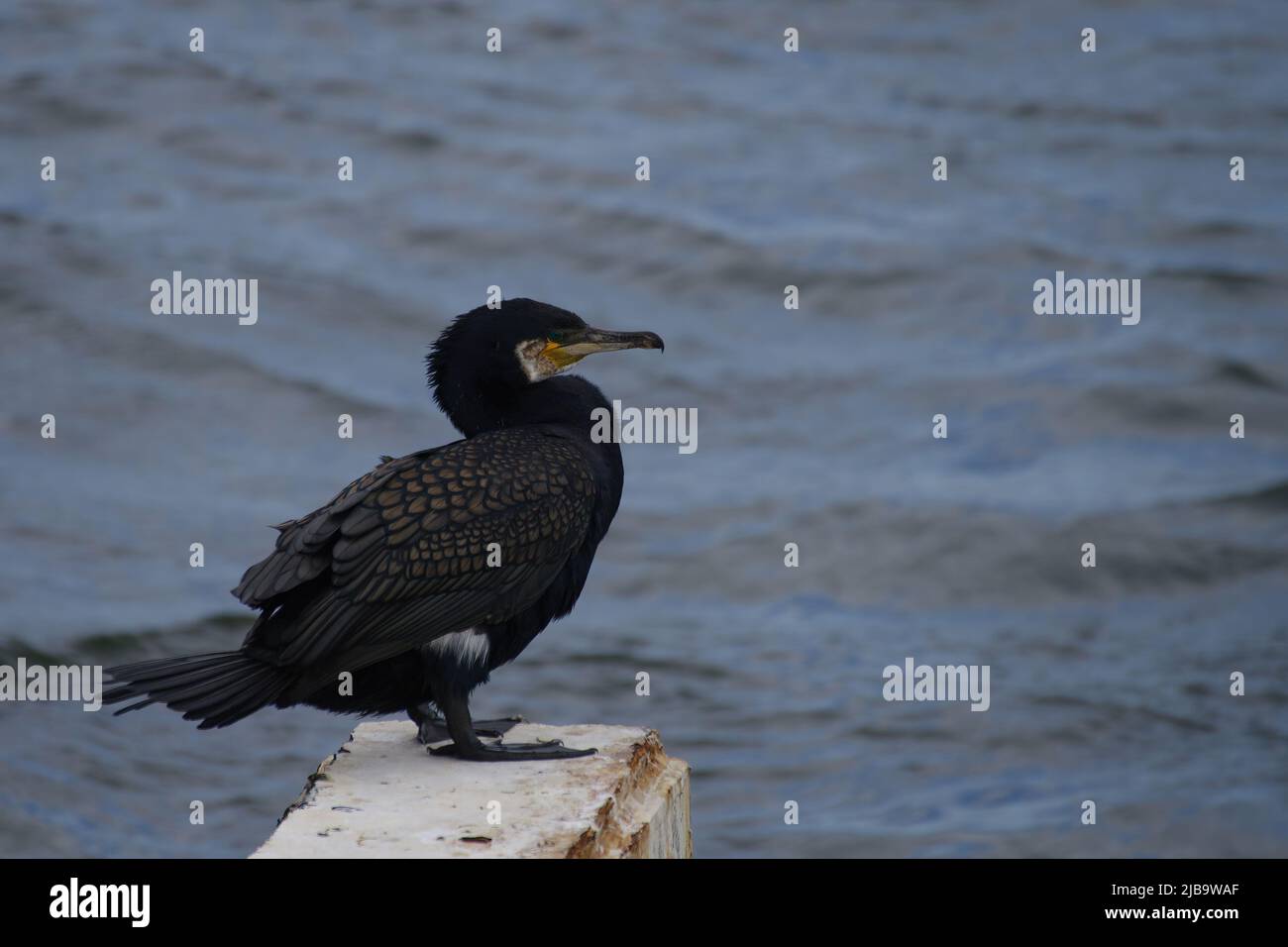 Grand Cormorant (Phalacrocorax carbo) assis sur une dalle de béton Banque D'Images