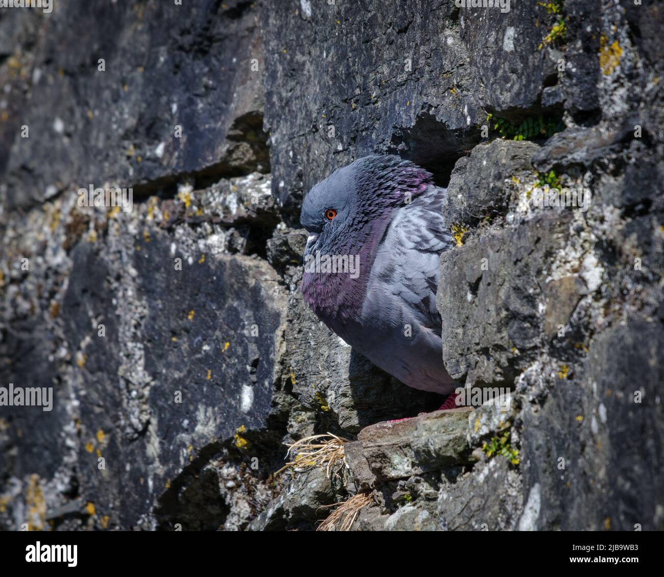 Pigeon de roche (Columba livia) assis dans un trou dans le mur dans une ancienne ruine en Irlande Banque D'Images