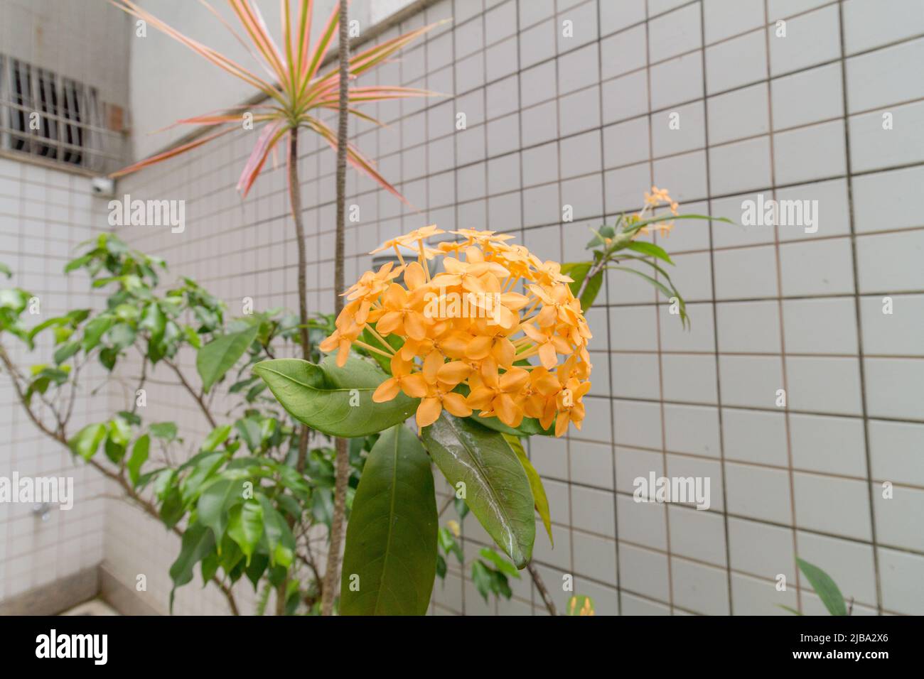 Fleur jaune d'ixora dans un jardin à Rio de Janeiro, Brésil. Banque D'Images Fleur jaune d'ixora dans un jardin à Rio de Janeiro, Brésil. Banque D'Images