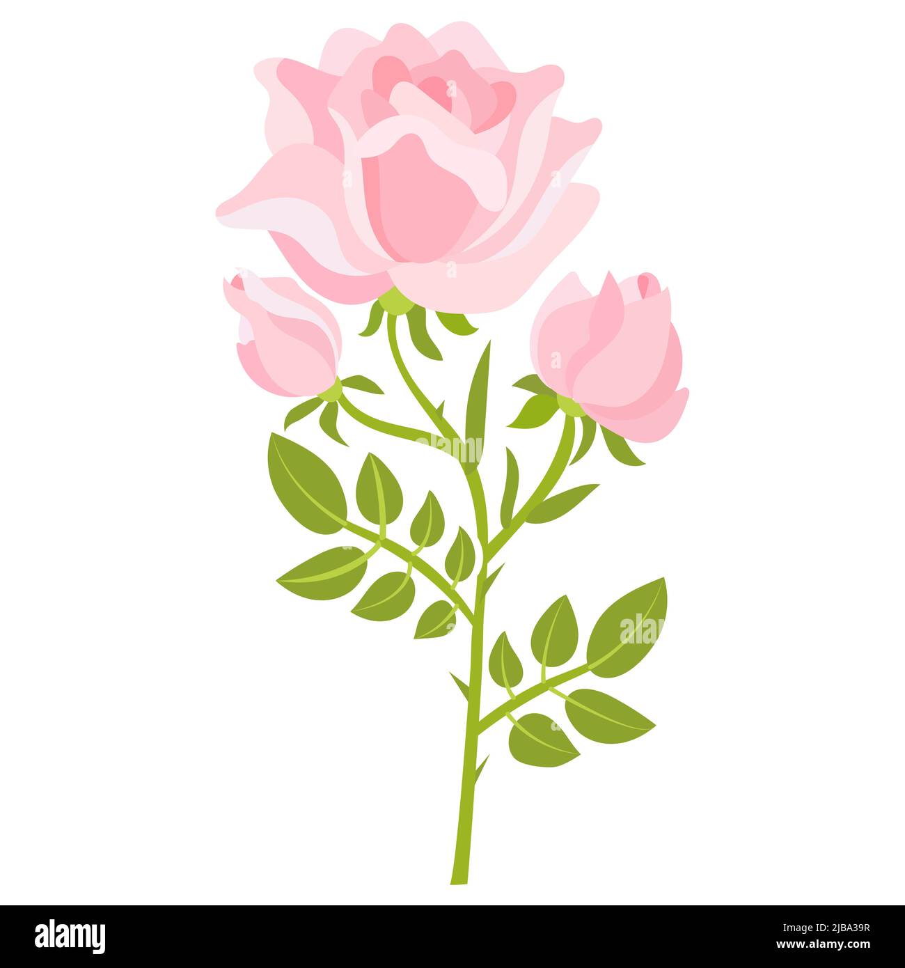 Branche de rose rose isolée sur fond blanc. Vecteur Illustration de Vecteur