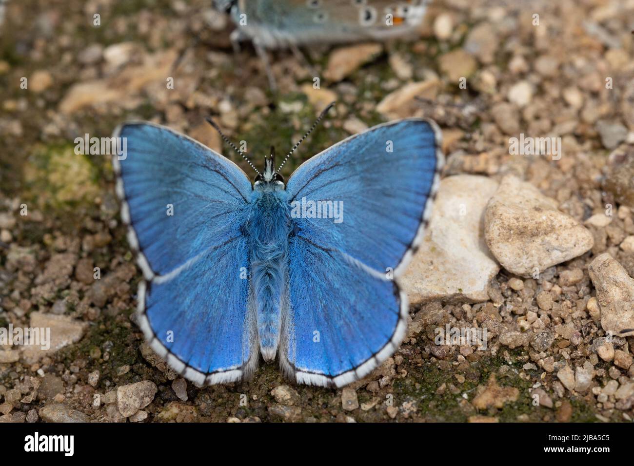 L'eau potable du papillon bleu Chalkhill sur la surface de sable près d'une rivière Banque D'Images