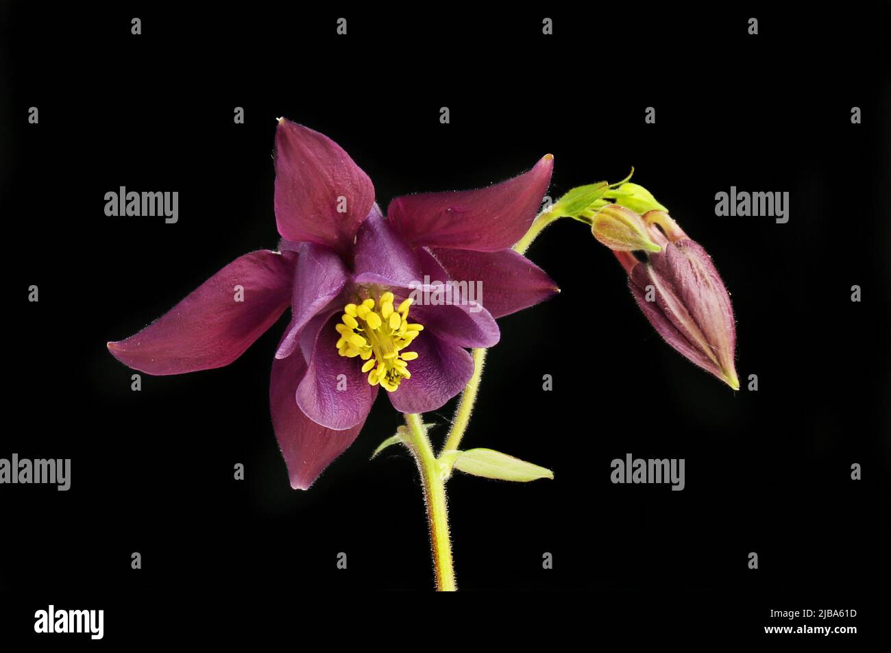 Aquilegia fleur et bouton isolés contre le noir Banque D'Images