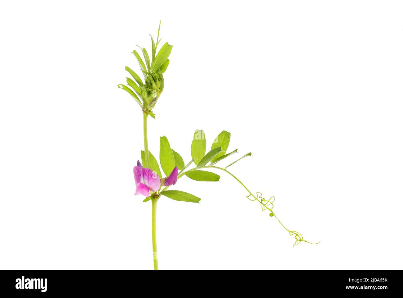 Vesce commune, Vicia sativa, fleur et feuillage isolés contre le blanc Banque D'Images