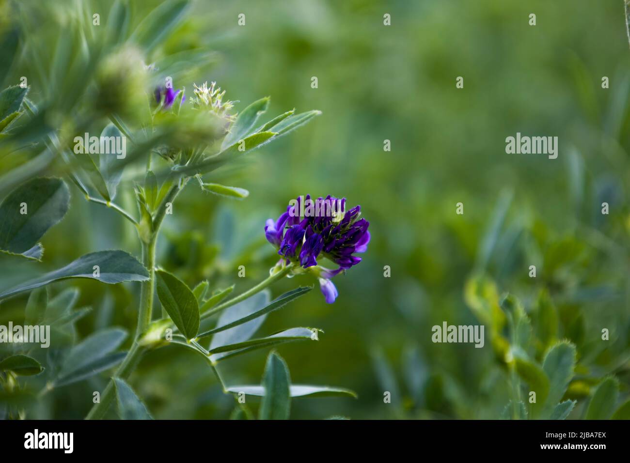 Mise au point sélective du trèfle de fleur bleue. Banque D'Images