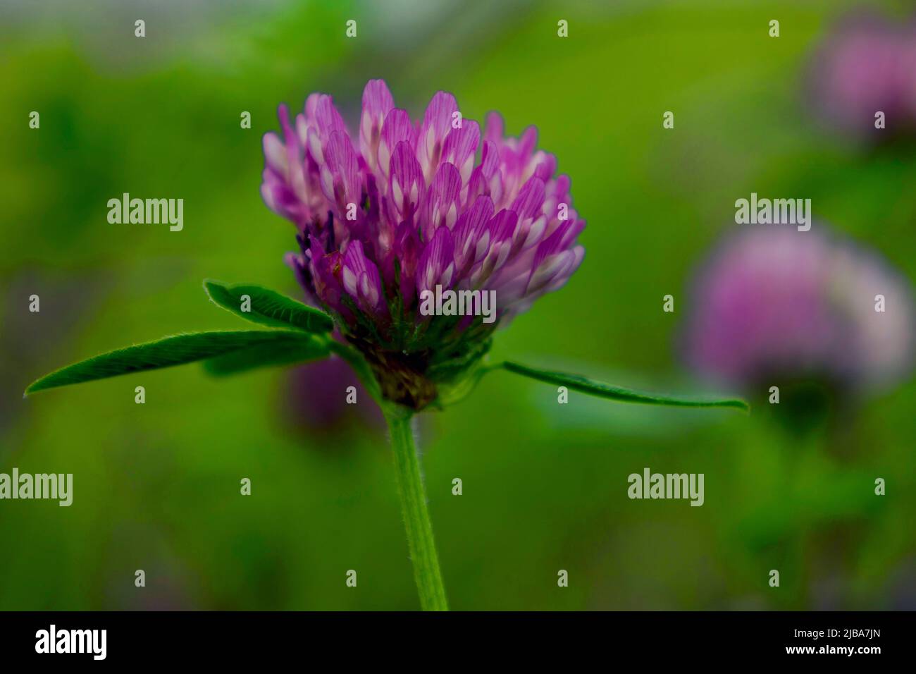 Mise au point sélective du trèfle de fleur bleue. Banque D'Images