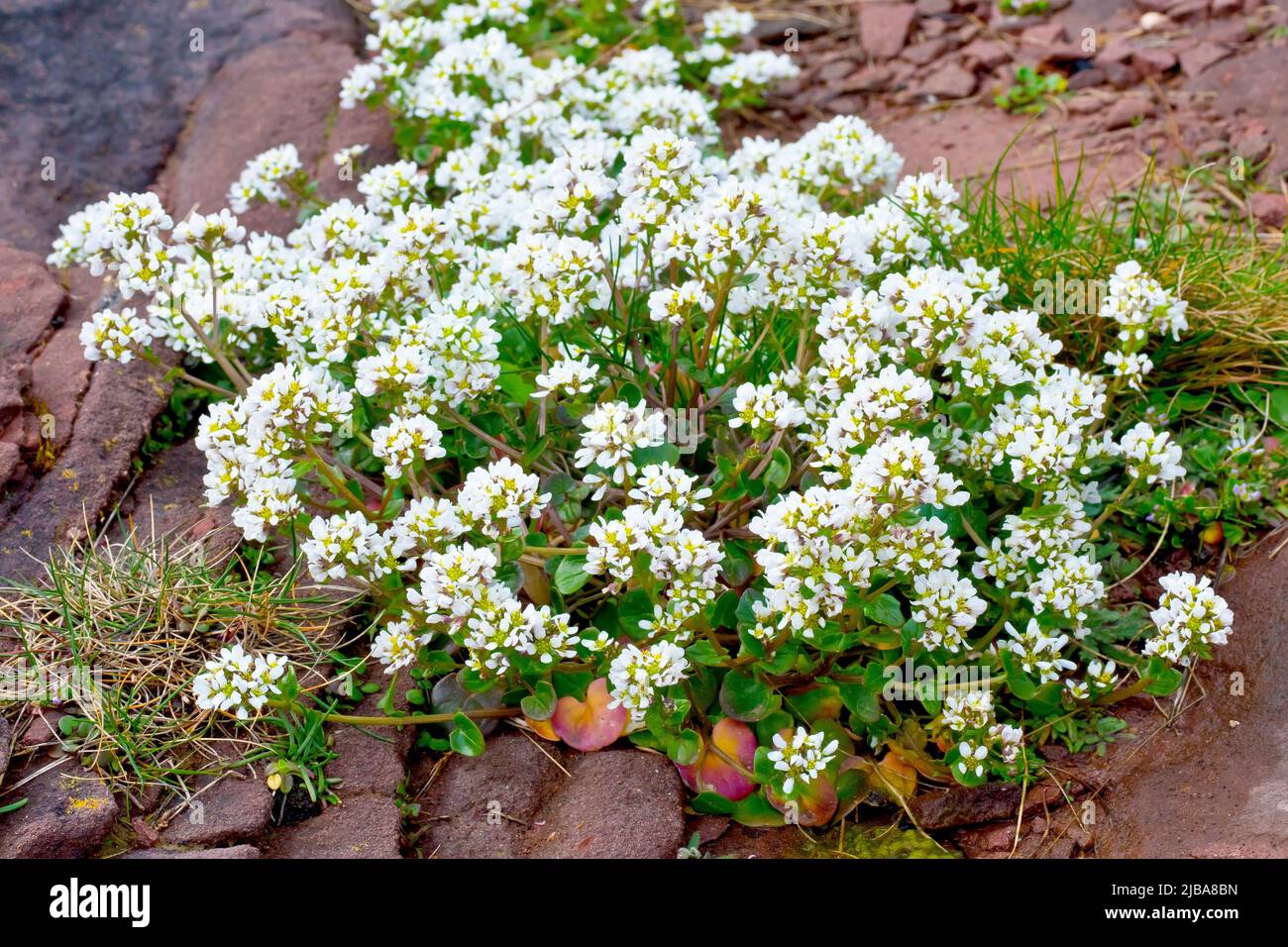 Le Scurvy-grass (cochlearia officinalis), gros plan d'une grande masse de la petite plante à fleurs blanches qui pousse sur les falaises de grès rouge en Écosse. Banque D'Images