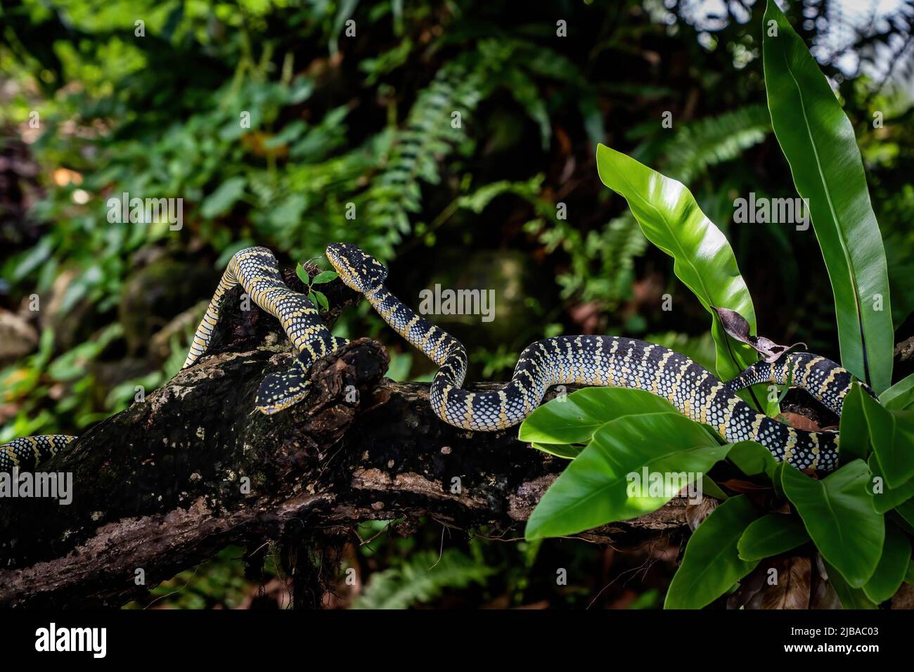Penang, Malaisie. 4th juin 2022. Les serpents de vipère de la Pit sauvage de Wagler, également connus sous le nom de vipers de Temple Pit, sont vus dans un arbre. (Image de crédit : © Matt Hunt/SOPA Images via ZUMA Press Wire) Banque D'Images