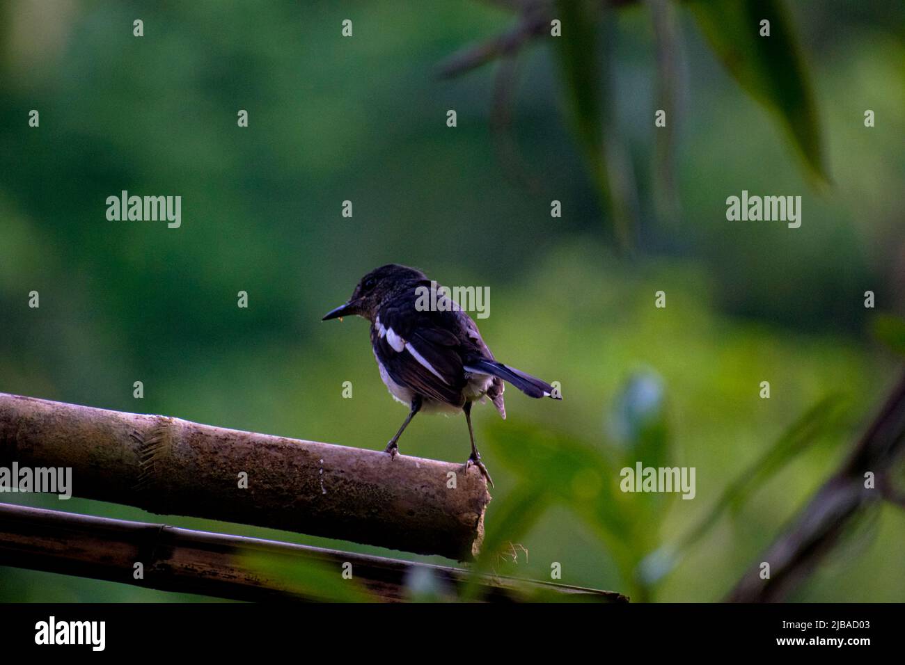 Magpie Robin à Sir Lanka Banque D'Images