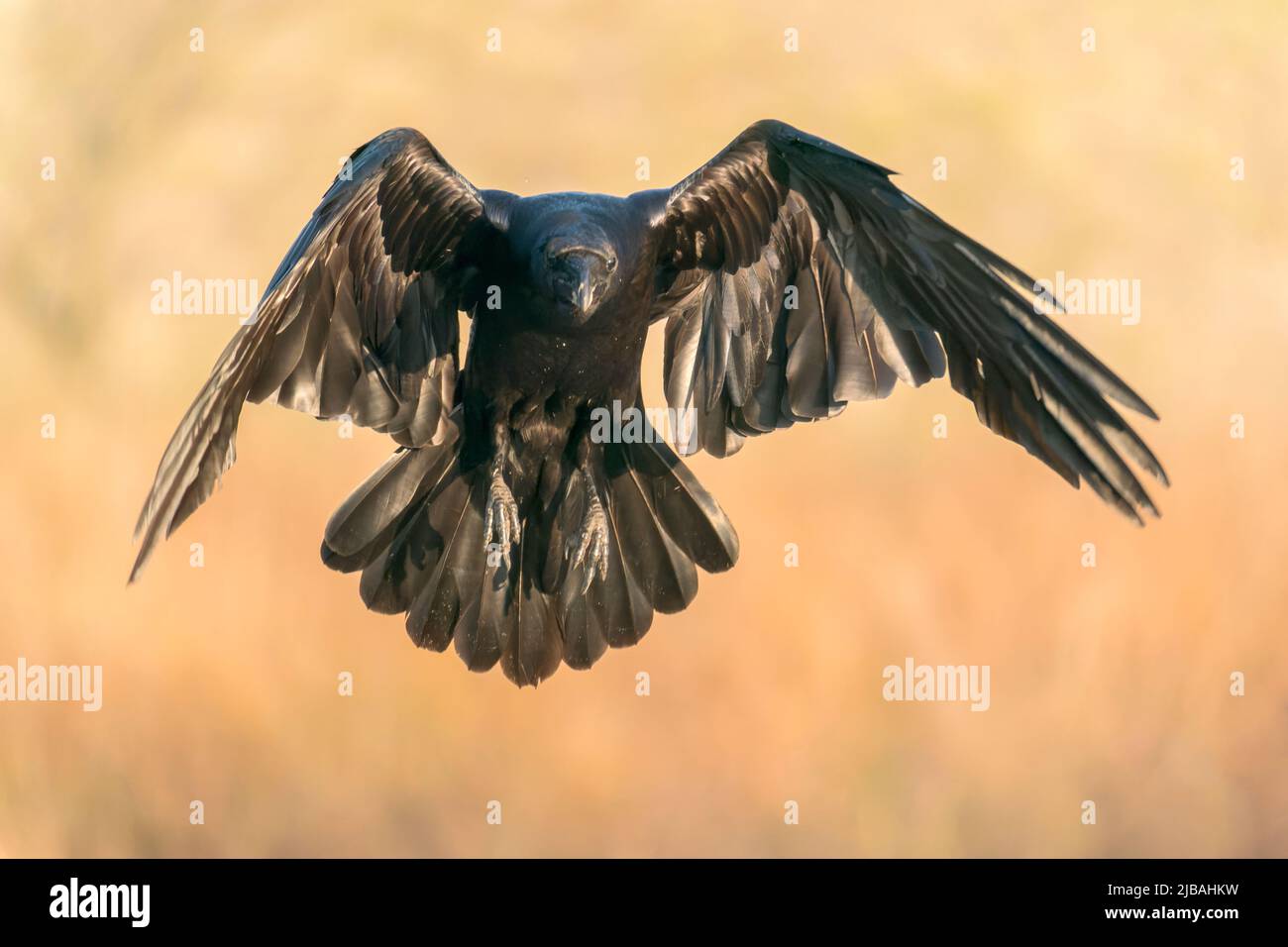 Corbeau du Nord, Corvus corax, adulte unique débarquant sur une végétation courte, delta du Danube, Roumanie, 24 avril 2022 Banque D'Images