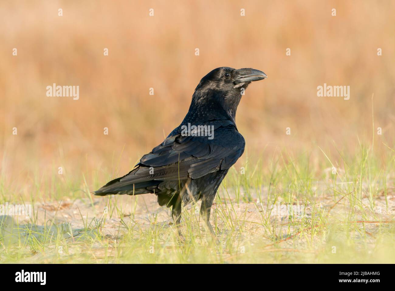 Corbeau du Nord, Corvus corax, adulte unique debout sur une végétation courte, delta du Danube, Roumanie, 24 avril 2022 Banque D'Images