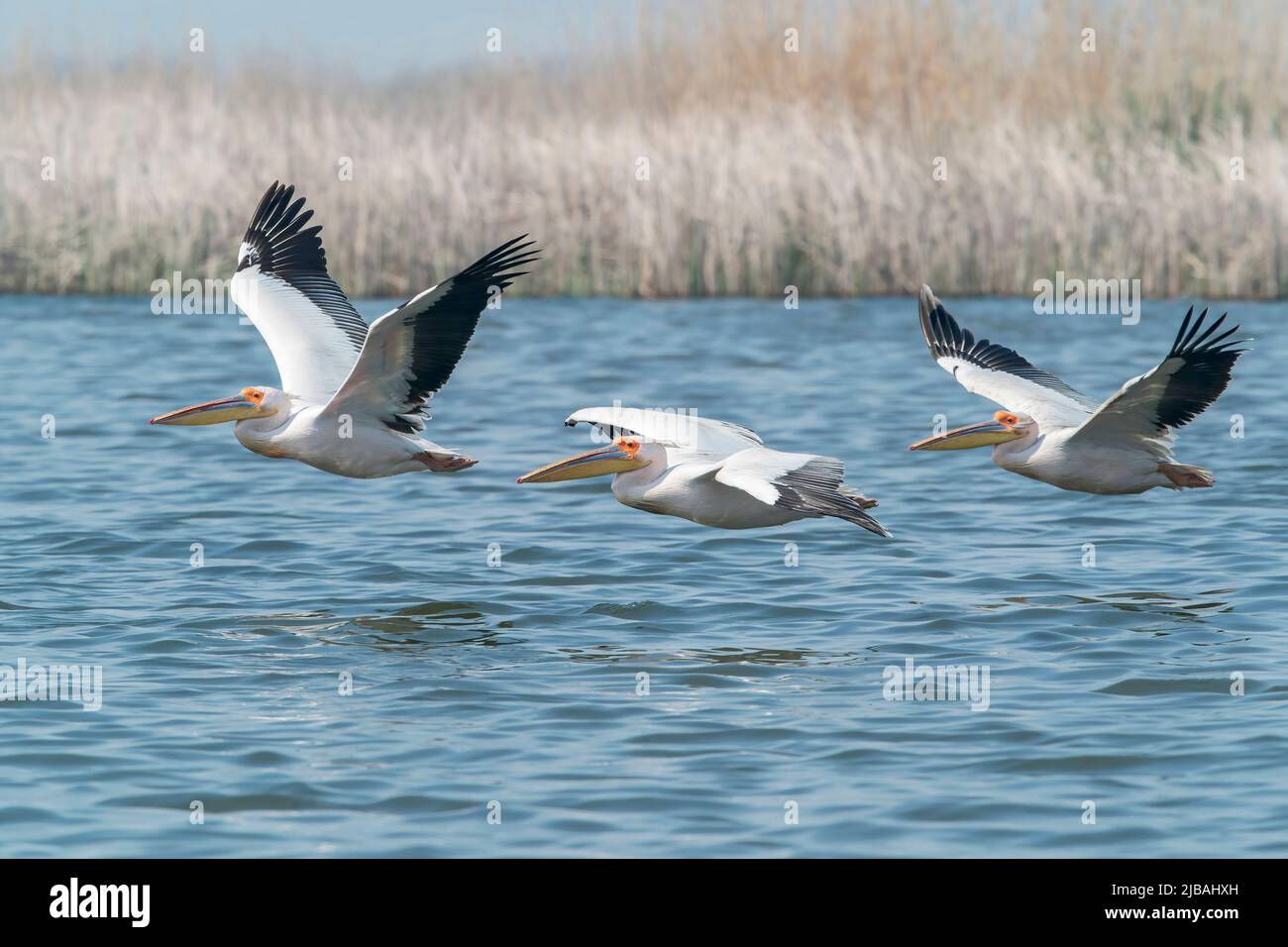 Grand Pélican blanc, Pelecanus onocrotalus, troupeau d'oiseaux sortant de l'eau, delta du Danube, Roumanie, 27 avril 2022 Banque D'Images