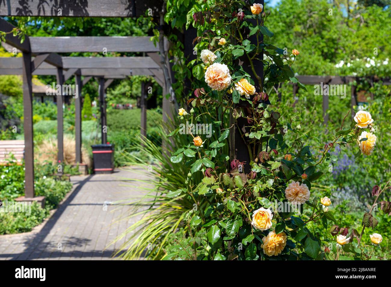 Roses au jardin ornemental du West Ham Park, Newham, Londres, Royaume-Uni Banque D'Images