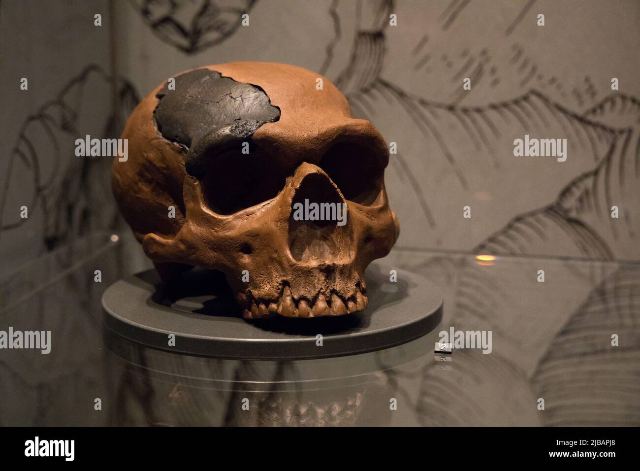 Leiden, pays-Bas - 07 AOÛT 2021 : réplique d'un crâne de néandertal de la-chapelle-aux-Saints il y a environ 50,000 ans. Banque D'Images