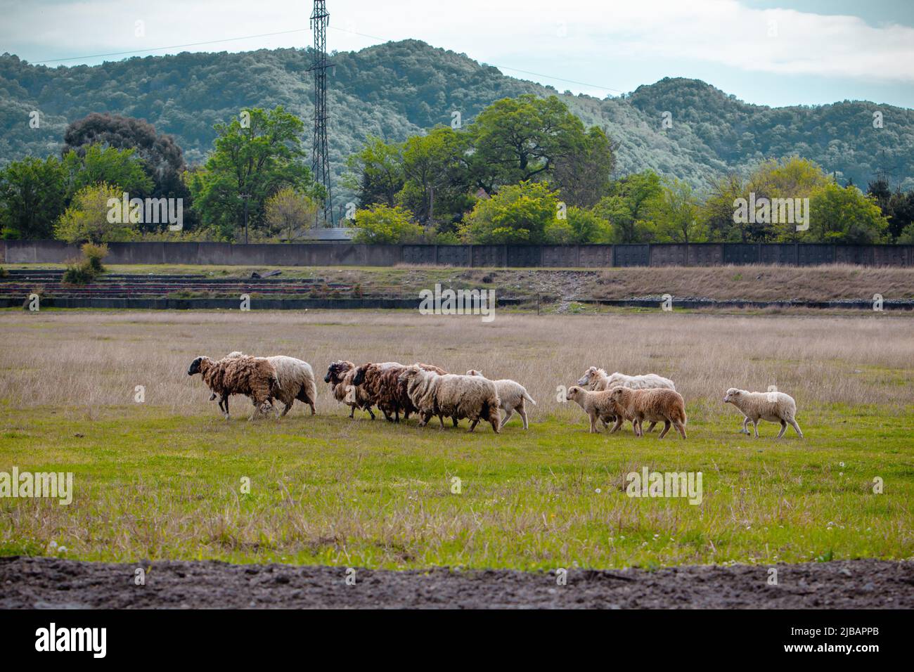 Troupeau de moutons dans un champ d'été Banque D'Images