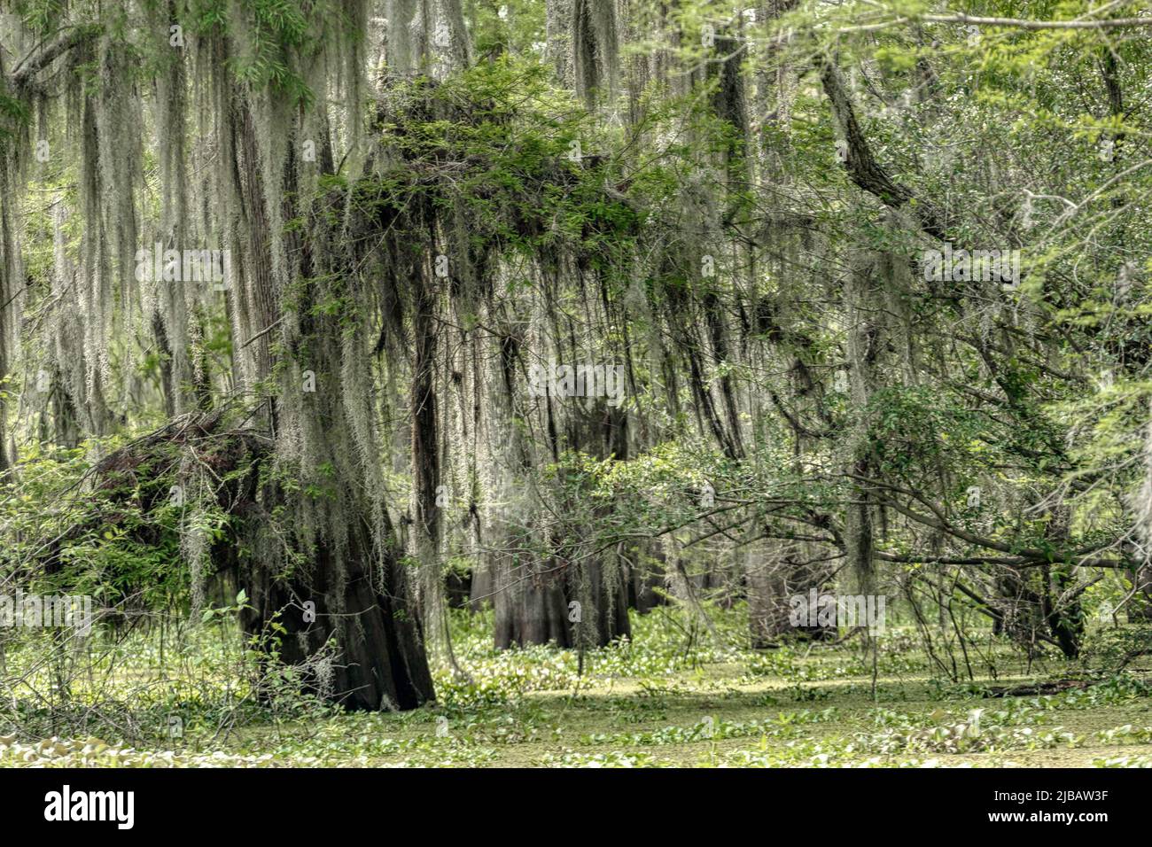 Marécage d'Atchafalaya en Louisiane Banque D'Images