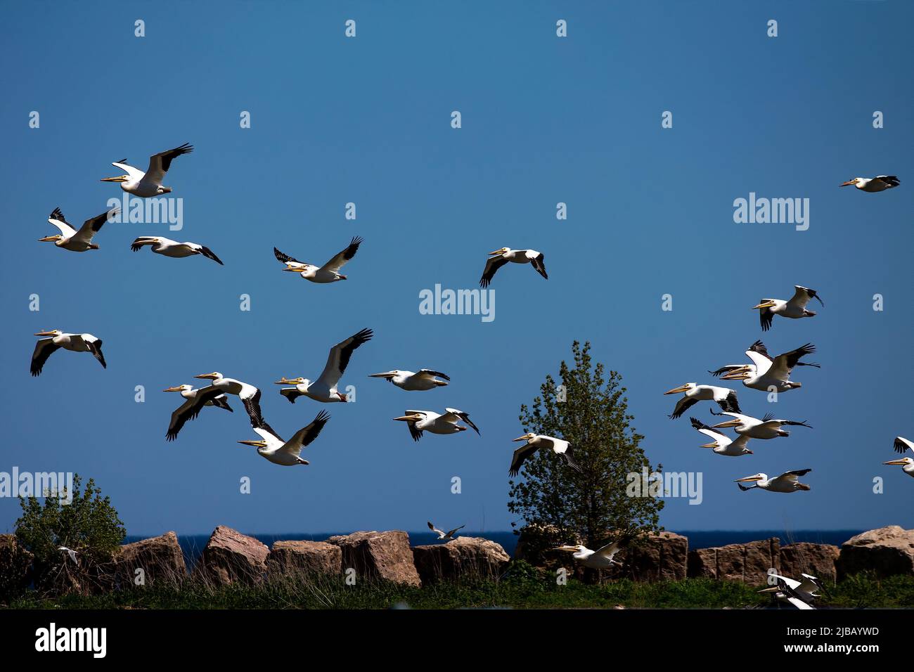 Le troupeau de pélican blanc américain (Pelecanus erythrorhynchos) en vol au-dessus du lac Michigan. Banque D'Images