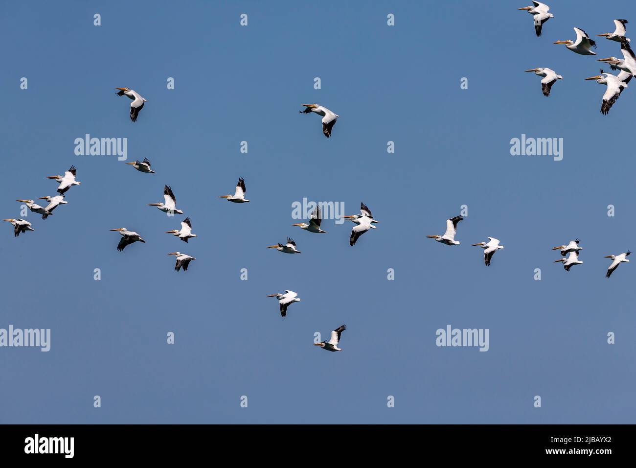 Le troupeau de pélican blanc américain (Pelecanus erythrorhynchos) en vol au-dessus du lac Michigan. Banque D'Images
