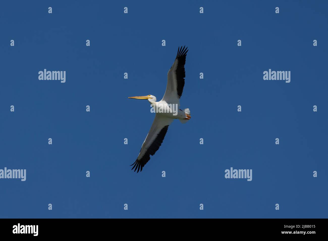Pélican blanc américain volant (Pelecanus erythrorhynchos) Banque D'Images