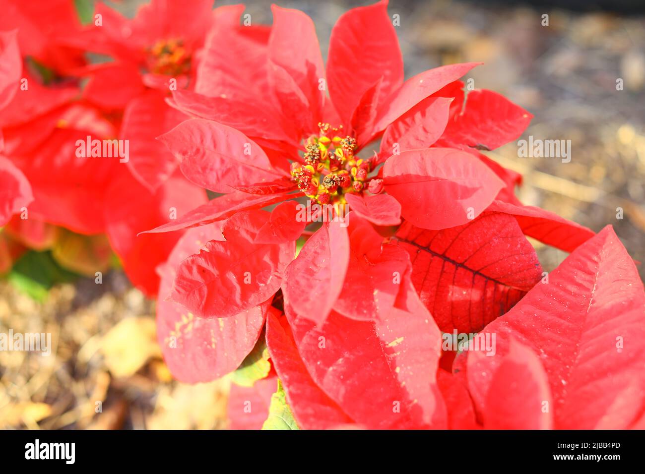 Red Poinsettia plante de Noël originaire du Mexique Banque D'Images