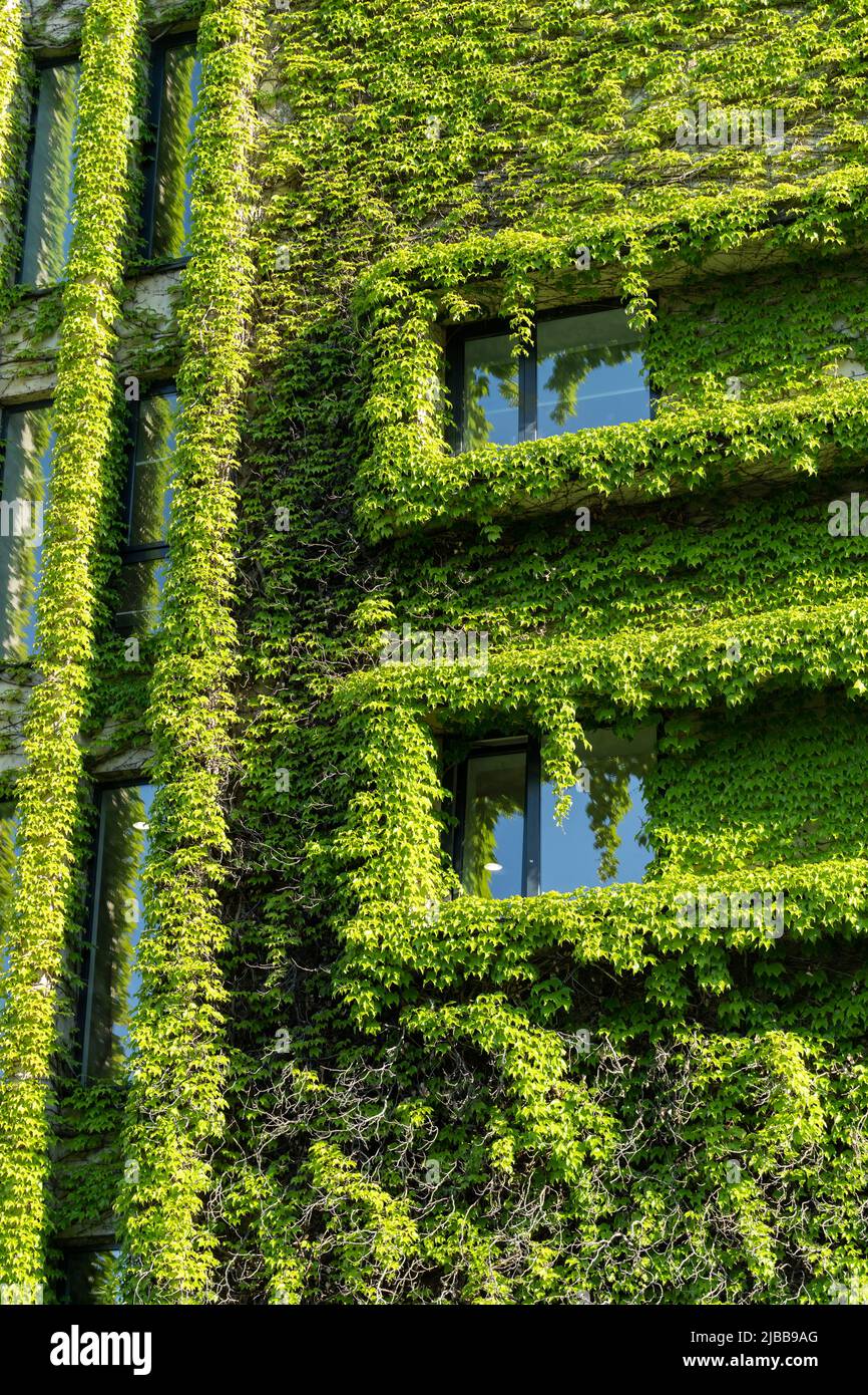Façade verte et concept éco-maison. Vigne rampante autour de la fenêtre sur la façade bâtiment couvert de raisin sauvage Banque D'Images