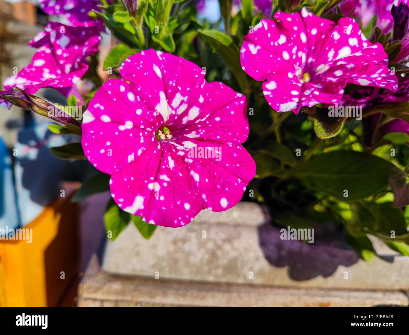 Fleur pétunia Atkinsiana rose violet avec des taches blanches et des points gros plan. Une belle plante / fleur dans un parc / jardin. Banque D'Images