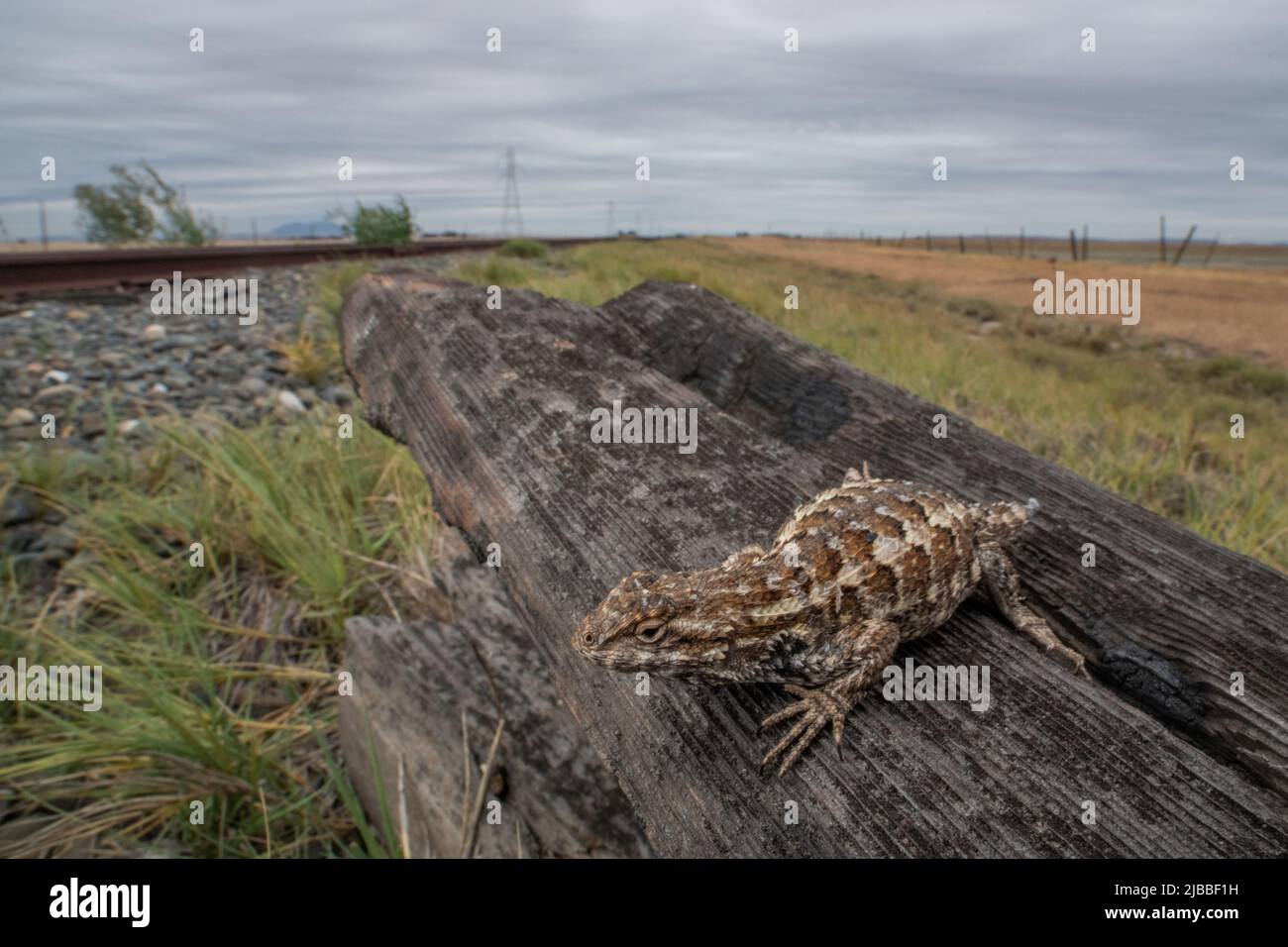 Le lézard de clôture de l'Ouest (Sceloporus occidentalis), le reptile se trouve dans la vallée centrale de la californie, aux États-Unis. Banque D'Images