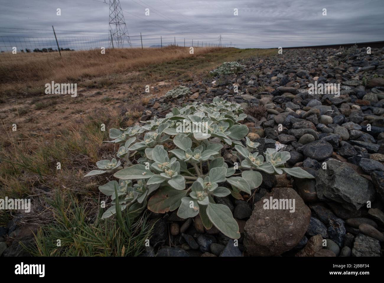 Le setiger de Croton, appelé mulléine de dinde et la mauvaise herbe de colombe, une plante indigène de CA, pousse dans le comté de Solano, dans la vallée centrale de la Californie. Banque D'Images