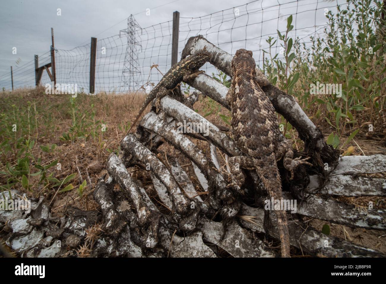 Les lézards de clôture de l'Ouest (Sceloporus occidentalis), bask mâle et femelle sur le squelette du bétail dans la vallée centrale de la Californie. Banque D'Images
