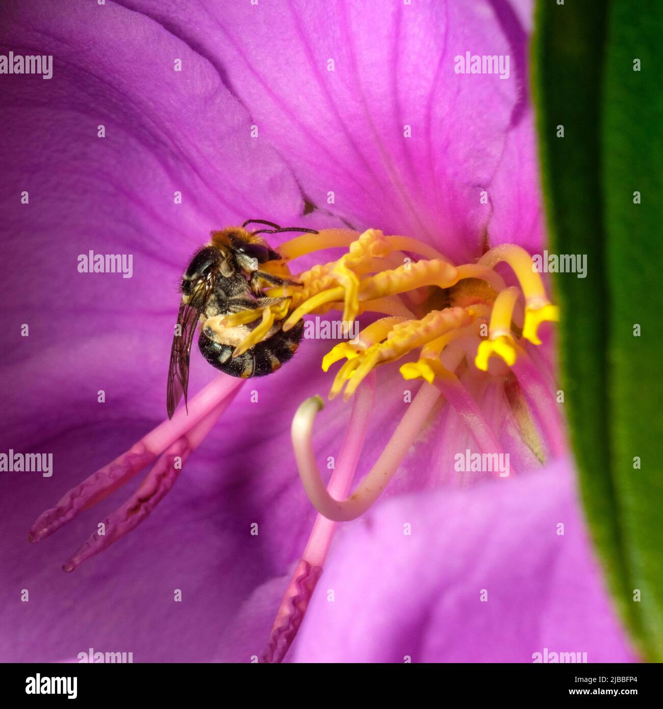 Abeilles bleues à la lagune Dowse Banque D'Images
