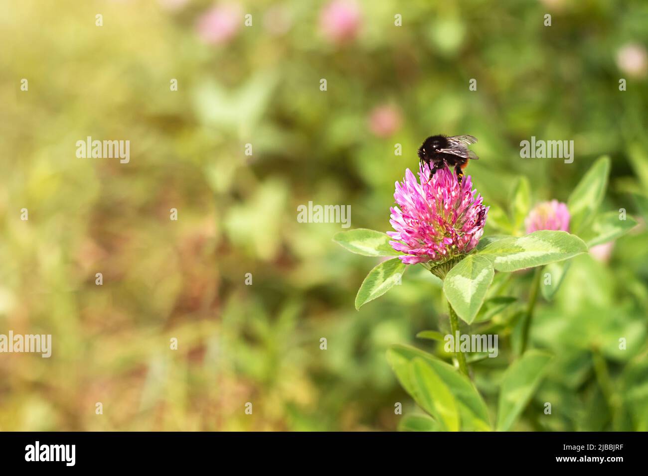 Bourdon sur une fleur de trèfle dans un pré vert flou. Un trèfle en fleurs avec un bourdon. Mise au point sélective avec arrière-plan flou. Espace de copie. Banque D'Images