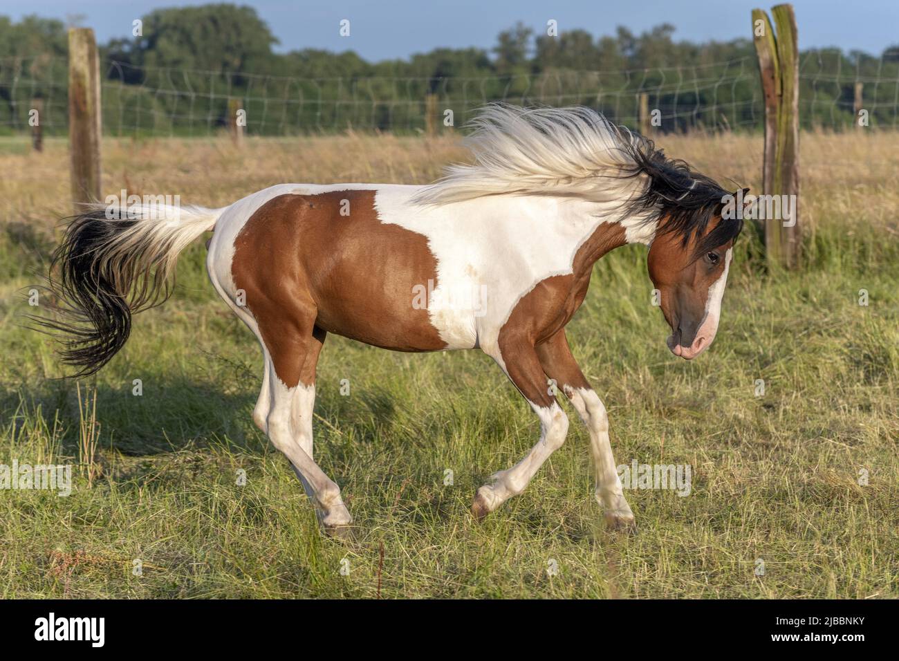 Poney galopant dans le stylo au printemps. Alsace, France. Banque D'Images