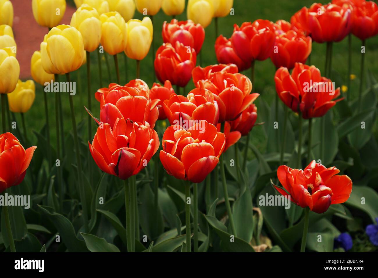 Arrière-plan tulipes rouges. Belle tulipe dans la prairie. Bourgeon de fleur au printemps. Parterre à fleurs. Gros plan tulipe. Fleurs rouges et jaunes Banque D'Images