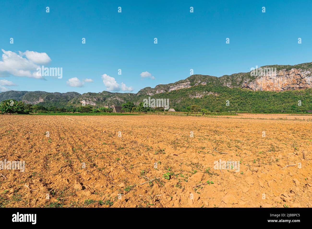 Lignes de plants de tabac vert sur un champ. Champ vide après la récolte. Jeunes pousses de tabac vert sur sol rouge dans le jardin. Banque D'Images