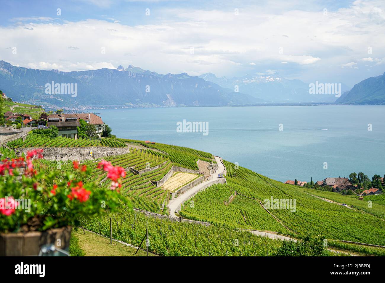 Lavaux, avec ses terrasses couvertes de vignobles surplombant le lac Léman, est l'une des régions viticoles les plus connues et les plus fascinantes de Suisse Banque D'Images