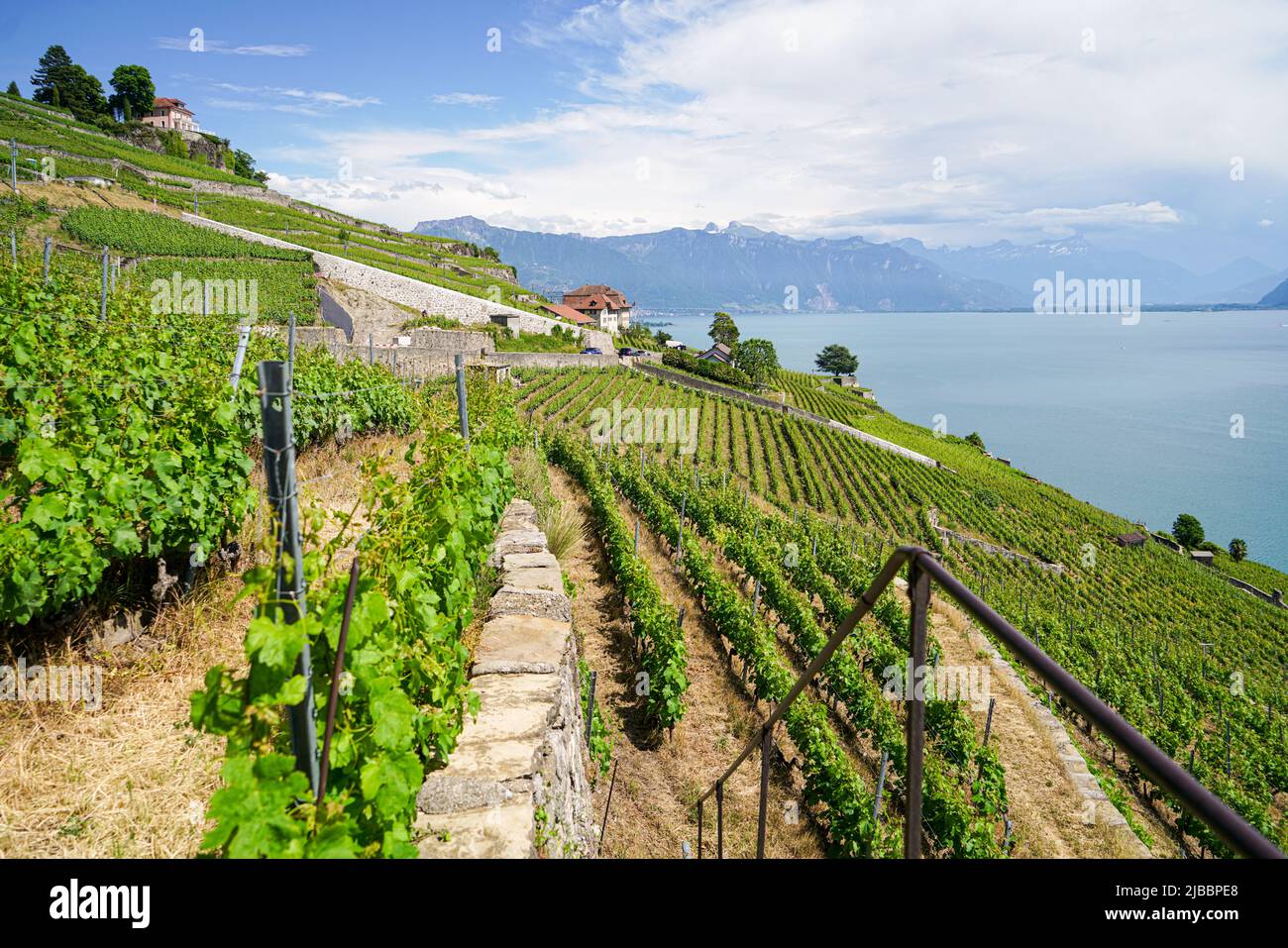 Lavaux, avec ses terrasses couvertes de vignobles surplombant le lac Léman, est l'une des régions viticoles les plus connues et les plus fascinantes de Suisse Banque D'Images