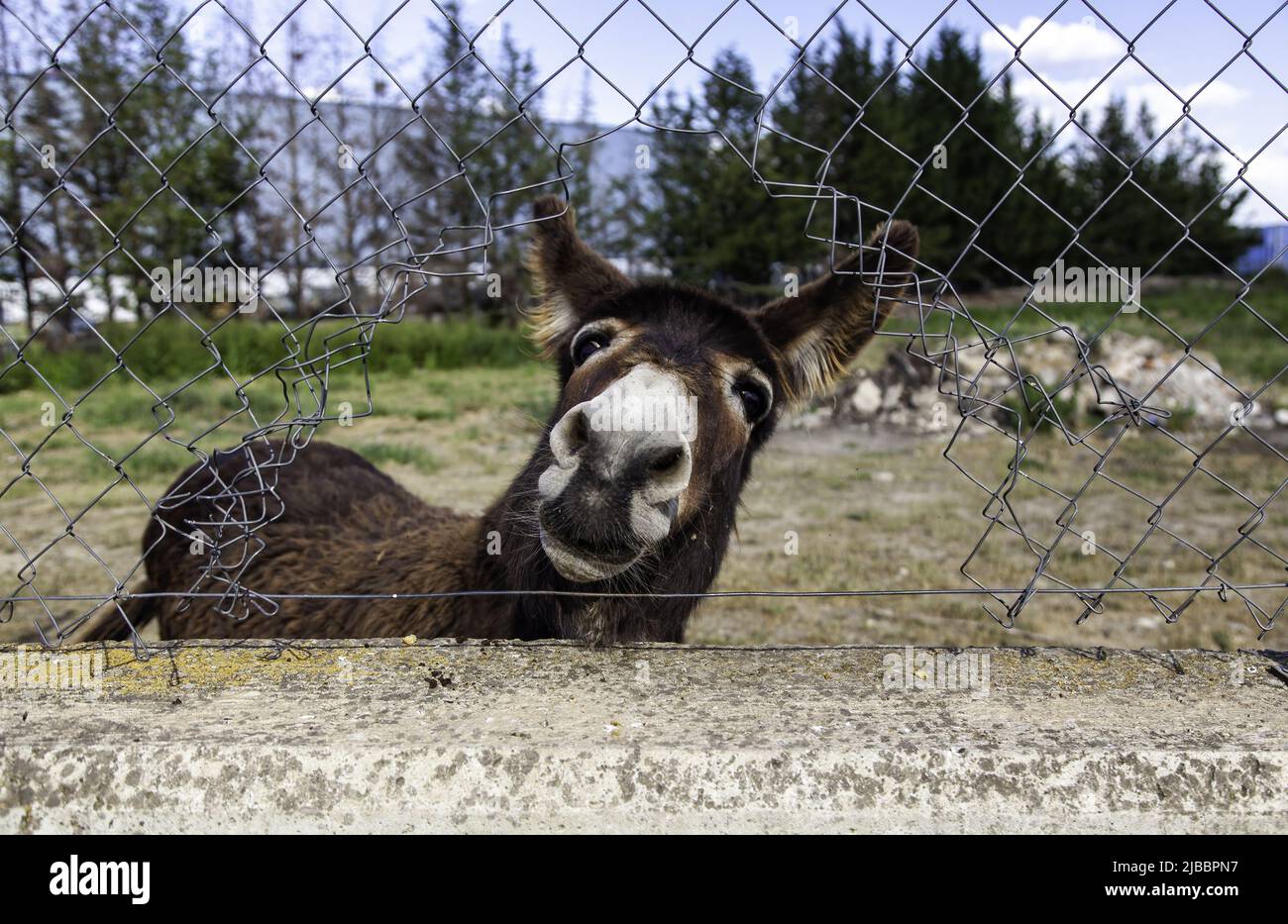 Âne de champ drôle, animaux sauvages, mammifères Banque D'Images