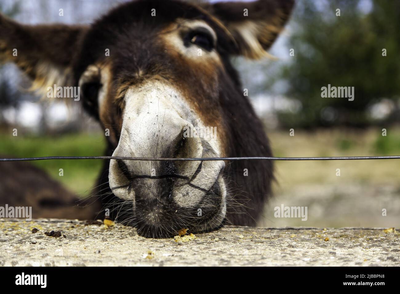 Âne mangeant du pain chez des animaux stables et drôles, des mammifères Banque D'Images