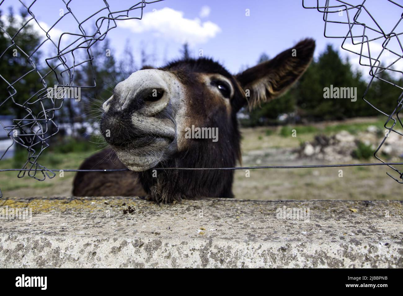 Âne de champ drôle, animaux sauvages, mammifères Banque D'Images