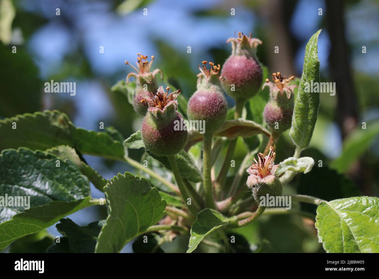 Petits ovaires de poire sur une branche d'arbre. Branche de poire avec jeunes fruits (ovaires). Heure de printemps dans le verger. Mise au point sélective. Banque D'Images