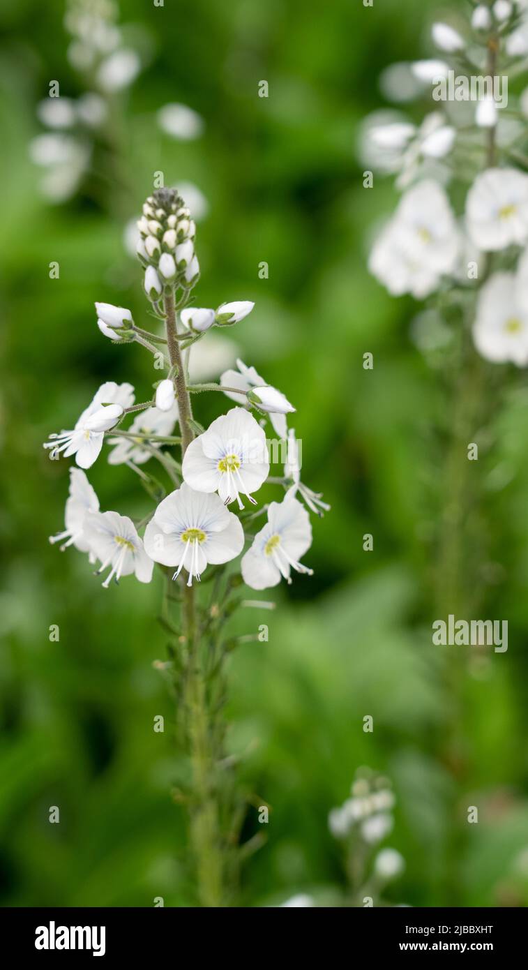 gros plan de la floraison Tissington White (Veronica gentianoides) Banque D'Images