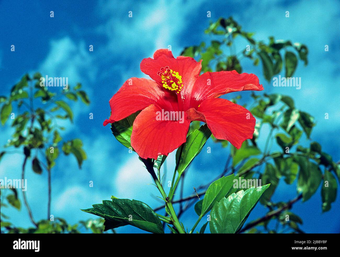 Rose de Chine (Hibiscus rosa-sinensis), Valle de Vinales, Pinar del Rio, Cuba, Caraïbes Banque D'Images