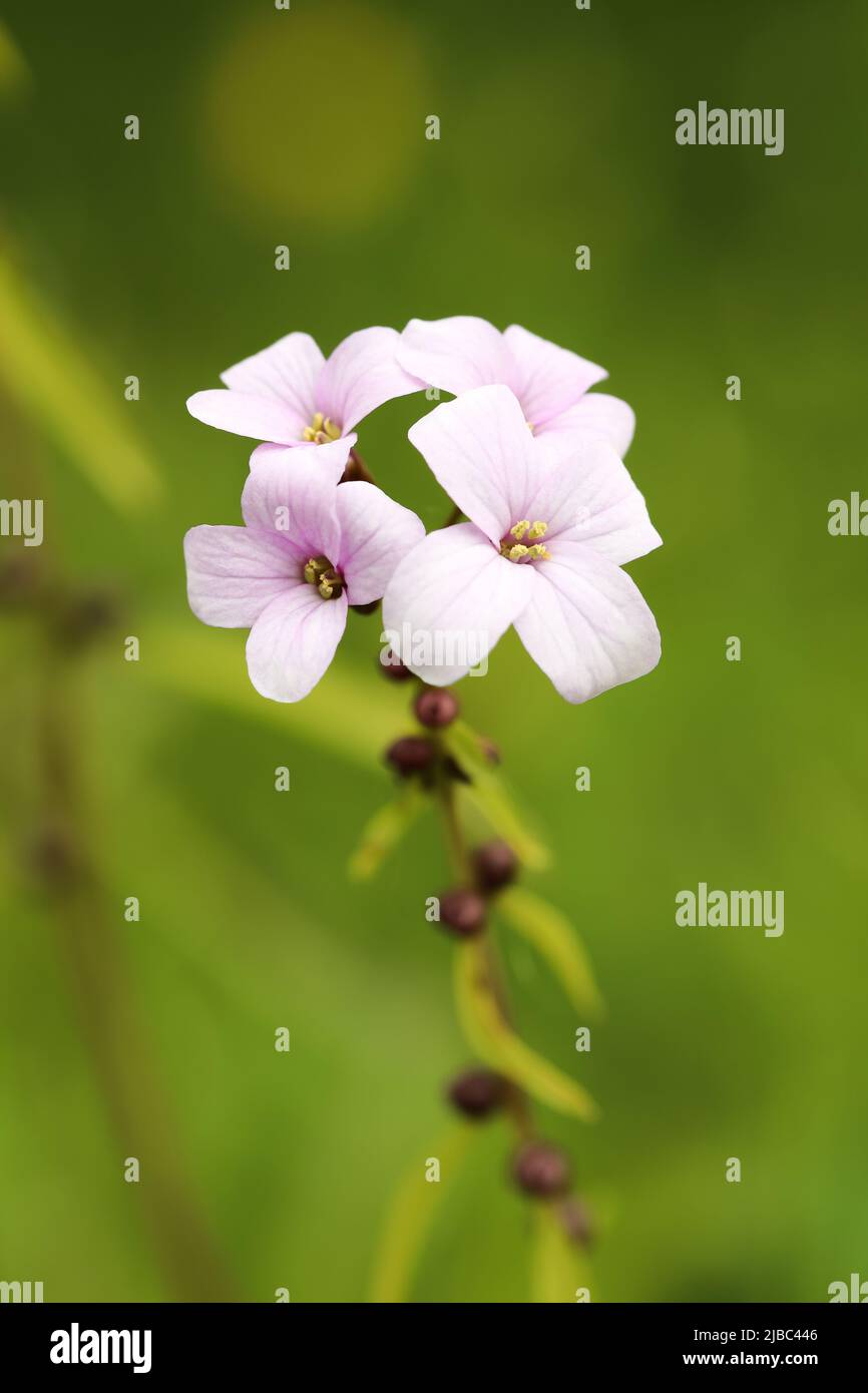 Buttercress Coralroot Banque D'Images