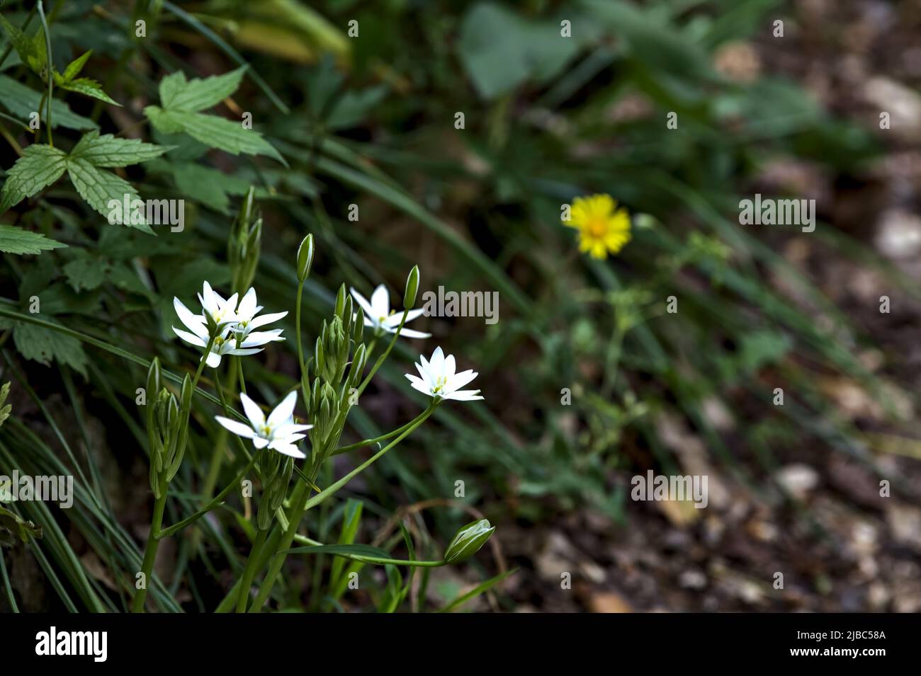 Fleurs sauvages au bord d'une route vue de près Banque D'Images