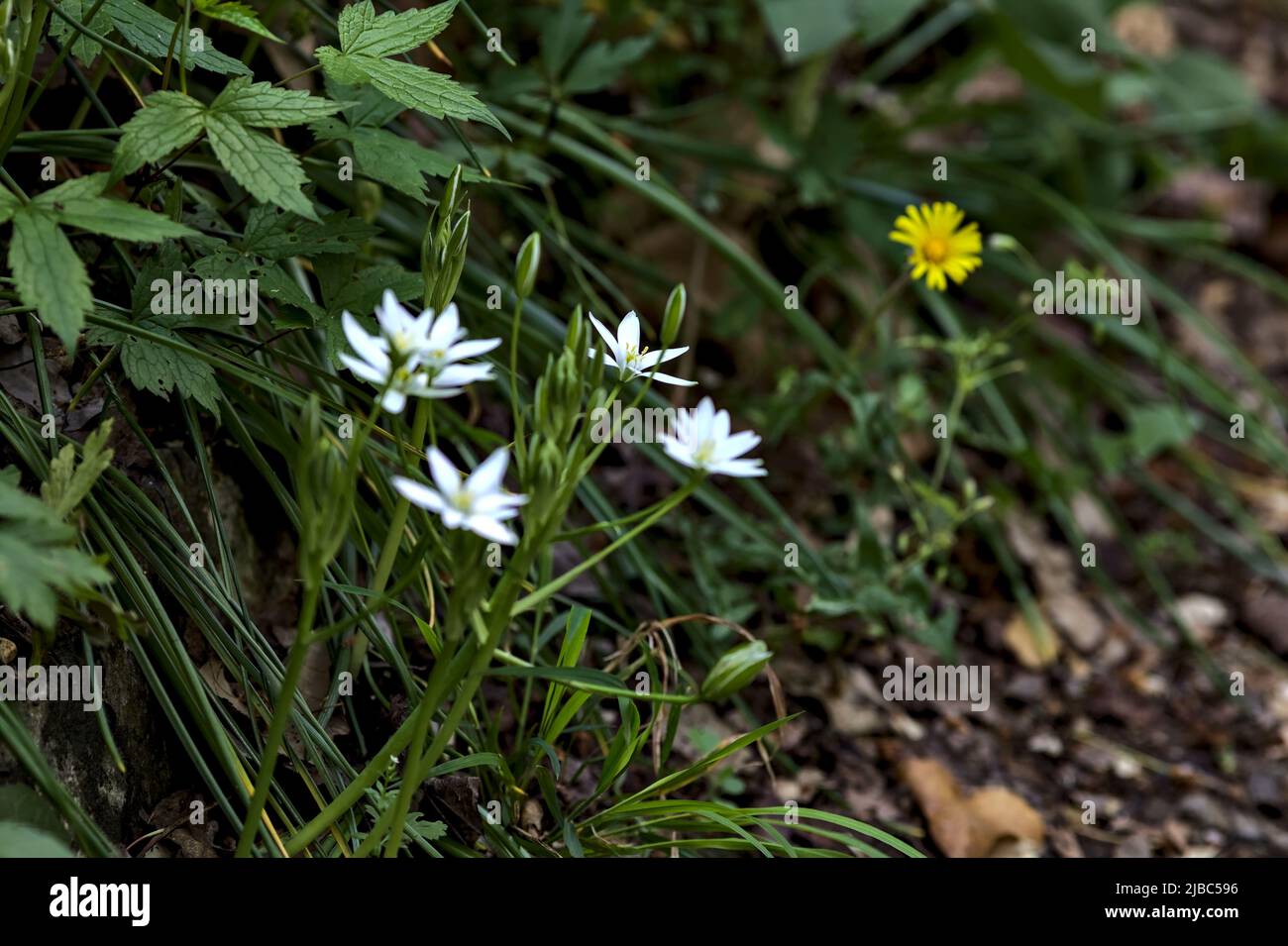 Fleurs sauvages au bord d'une route vue de près Banque D'Images